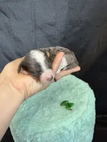 Akc Clear 🧬 tested Blue Merle Phantom Parti Girl, a female Poodle - Miniature  for sale in Campbell, TX – 4 of 10
