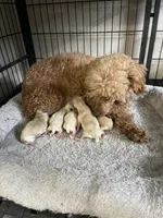 Maltipoo Girls! 3 available! , a female Maltipoo for sale in Campbell, TX – 9 of 10