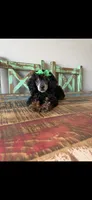 Akc Clear 🧬 Black Phantom Small Mini 🩷, a female Poodle - Miniature  for sale in Campbell, TX – 2 of 9