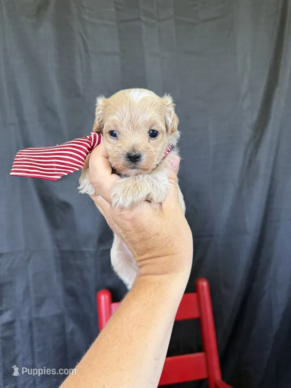 Maltipoo Boy! Red Tie! ❤️ – Maltipoo puppy for sale in Campbell, TX