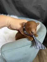 Akc Bred color Red Boy!, a male Poodle - Toy  for sale in Campbell, TX – 4 of 10