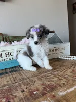 Akc Clear 🧬 Tested Blue Merle Phantom Parti 🩷, a female Poodle - Miniature  for sale in Campbell, TX – 2 of 10