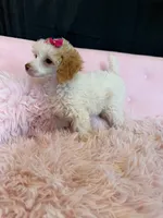Akc Clear 🧬 Tested Chocolate Phantom Parti 🩷, a female Poodle - Miniature  for sale in Campbell, TX – 10 of 10
