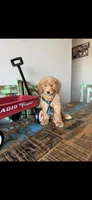 Meet Ollie! Akc Clear 🧬 At/At Ky/Ky b/b e/e N/S, a male Poodle - Miniature  for sale in Campbell, TX – 7 of 10