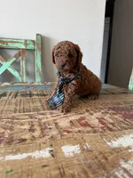 Akc Red Toy Poodle Boy, a male Poodle - Toy  for sale in Campbell, TX – 6 of 10
