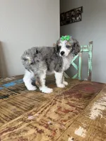 Akc Clear 🧬 Tested Blue Merle Phantom Parti with Blue eye, a female Poodle - Miniature  for sale in Campbell, TX – 5 of 10