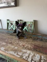 Blue Merle Yorkie Jolie 🩷, a female Yorkshire Terrier for sale in Campbell, TX – 7 of 10