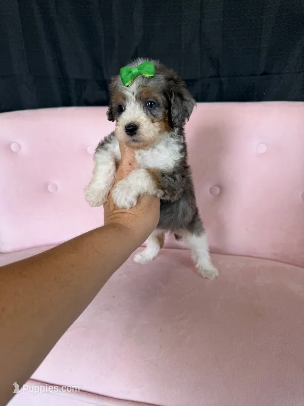 Akc Clear 🧬 tested Blue Merle Phantom Parti Girl – Poodle - Miniature  puppy for sale in Campbell, TX