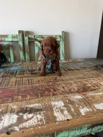 Akc Red Poodle Boy 💙, a male Poodle - Toy  for sale in Campbell, TX – 9 of 10