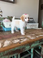 Akc Clear 🧬 Tested Chocolate Phantom Parti 🩷, a female Poodle - Miniature  for sale in Campbell, TX – 5 of 10