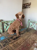 Akc 🧬 Clear Bred the Color Red Bentley 💙, a male Poodle - Miniature  for sale in Campbell, TX – 3 of 10