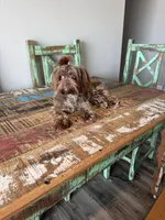 KB Chocolate Yorkie Girl Cocobean, a female Yorkshire Terrier for sale in Campbell, TX – 10 of 10