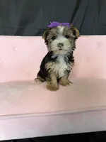 Sweet Parti Girl, a female Yorkshire Terrier for sale in Campbell, TX – 3 of 10