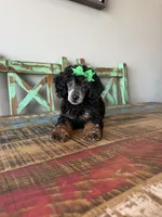 Akc Clear 🧬 Tested Black Phantom Girl 🩷, a female Poodle - Miniature  for sale in Campbell, TX – 2 of 10