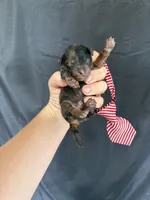 Akc Clear Blue Merle Phantom Boy 💙, a male Poodle - Miniature  for sale in Campbell, TX – 3 of 6