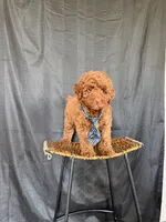 Akc Clear 🧬 Tested Red Poodle Boy 💙 bb, a male Poodle - Miniature  for sale in Campbell, TX – 9 of 10