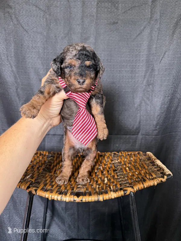 Akc Clear Blue Merle Phantom Boy 💙 – Poodle - Miniature  puppy for sale in Campbell, TX
