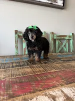 Akc Clear 🧬 Tested Black Phantom Girl 🩷, a female Poodle - Miniature  for sale in Campbell, TX – 10 of 10