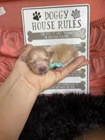 Maltipoo! Girl! Turquoise Bow! 💚, a female Maltipoo for sale in Campbell, TX – 2 of 7