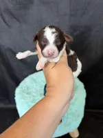 Akc Clear 🧬 Chocolate Phantom Parti Boy, a male Poodle - Miniature  for sale in Campbell, TX – 2 of 10