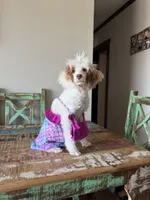 Akc Clear 🧬 Tested Chocolate Phantom Parti 🩷, a female Poodle - Miniature  for sale in Campbell, TX – 2 of 10