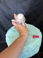 Akc Clear 🧬 tested Chocolate Phantom Parti , a female Poodle - Miniature  for sale in Campbell, TX – 10 of 10