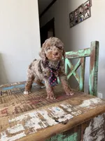 Akc Clear 🧬 Tested Chocolate Merle Phantom 💙, a male Poodle - Miniature  for sale in Campbell, TX – 1 of 10