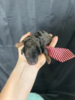 Akc Clear Blue Merle Phantom Boy 💙, a male Poodle - Miniature  for sale in Campbell, TX – 5 of 6