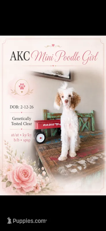 Akc Clear 🧬 Tested Chocolate Phantom Parti 🩷 – Poodle - Miniature  puppy for sale in Campbell, TX