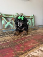 Akc Clear 🧬 Tested Black Phantom Girl 🩷, a female Poodle - Miniature  for sale in Campbell, TX – 7 of 10
