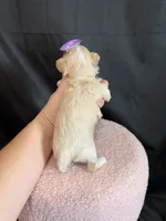 Maltipoo! Purple Bow 💜, a female Maltipoo for sale in Campbell, TX – 4 of 10