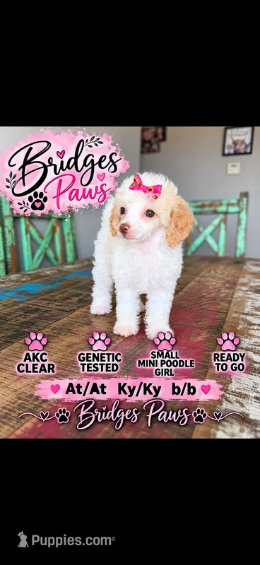 Akc Clear 🧬 Tested Chocolate Phantom Parti 🩷 – Poodle - Miniature  puppy for sale in Campbell, TX