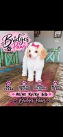 Akc Clear 🧬 Tested Chocolate Phantom Parti 🩷, a female Poodle - Miniature  for sale in Campbell, TX – 1 of 10