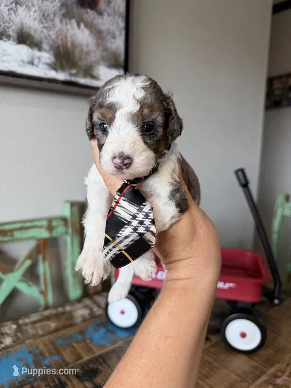 Akc Clear 🧬 tested Blue Merle Parti Stripes Tie – Poodle - Miniature  puppy for sale in Campbell, TX