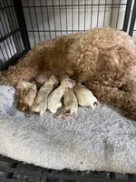 Maltipoo Girls! 3 available! , a female Maltipoo for sale in Campbell, TX – 8 of 10