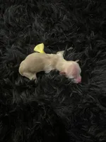 Maltipoo! Girl! Yellow bow! 💛, a female Maltipoo for sale in Campbell, TX – 6 of 10