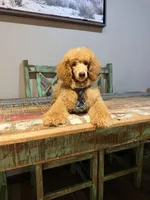 Akc Clear 🧬 At/At Ky/Ky b/b e/e N/S Small Moyen, a male Poodle - Standard  for sale in Campbell, TX – 3 of 5