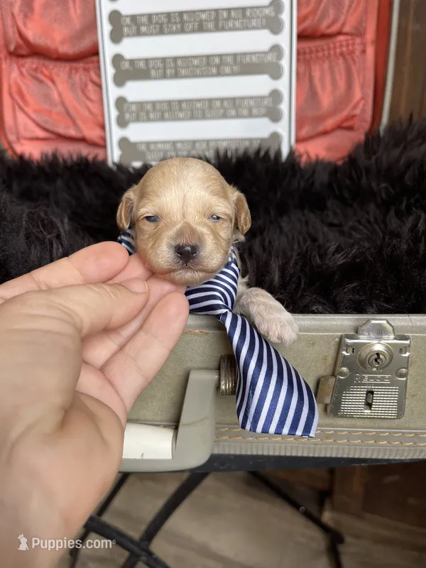 Maltipoo Boy 💙 – Maltipoo puppy for sale in Campbell, TX