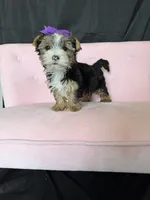 Sweet Parti Girl, a female Yorkshire Terrier for sale in Campbell, TX – 2 of 10