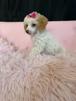 Akc Clear 🧬 Tested Chocolate Phantom Parti 🩷, a female Poodle - Miniature  for sale in Campbell, TX – 7 of 10