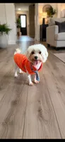 Akc Jax, a male Maltese for sale in Campbell, TX – 4 of 4