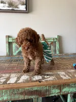 Akc Clear 🧬 Tested Red Poodle Boy 💙 bb, a male Poodle - Toy  for sale in Campbell, TX – 8 of 10