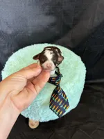 Akc Clear 🧬 Chocolate Phantom Parti Boy, a male Poodle - Miniature  for sale in Campbell, TX – 6 of 10