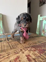 Akc Clear 🧬 Tested Blue Merle Phantom 💙, a male Poodle - Miniature  for sale in Campbell, TX – 6 of 10
