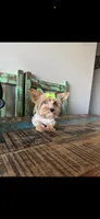 Merle with 2 Blue eyes Pickle, a female Yorkshire Terrier for sale in Campbell, TX – 6 of 10
