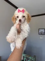 Akc Clear 🧬 Tested Chocolate Phantom Parti 🩷, a female Poodle - Miniature  for sale in Campbell, TX – 3 of 10