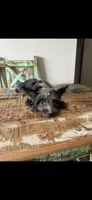 Blue Merle Yorkie Jolie 🩷, a female Yorkshire Terrier for sale in Campbell, TX – 9 of 9
