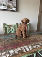 Akc 🧬 Clear Bred the Color Red Bentley 💙, a male Poodle - Miniature  for sale in Campbell, TX – 9 of 10