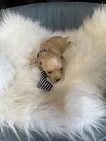 Maltipoo Boy! Blue Tie 💙, a male Maltipoo for sale in Campbell, TX – 2 of 10