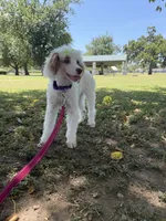 Akc Clear 🧬 Tested Chocolate Phantom Parti 🩷, a female Poodle - Miniature  for sale in Campbell, TX – 9 of 10